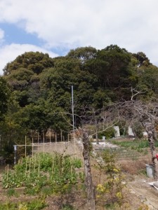 宇治山田神社の社叢、興玉の森