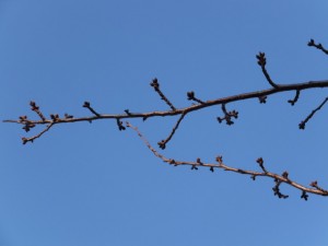 王中島公民館の桜（伊勢市御薗町）