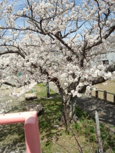 小木町公民館（伊勢市）前の桜
