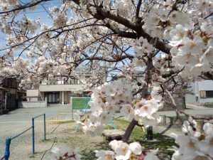 小木町公民館（伊勢市）前の桜