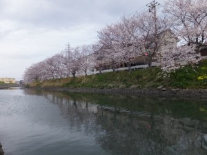 桧尻川（伊勢市）の桜