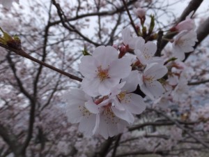 桧尻川（伊勢市）の桜