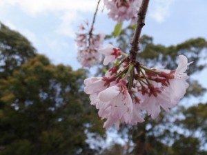 箕曲神社の桜（伊勢市小木町）