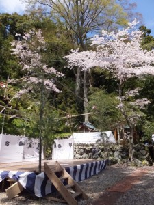 賀多神社の桜（鳥羽市）