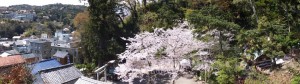 賀多神社の桜（鳥羽市）