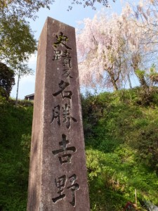 「史蹟及名勝 吉野山」の石柱としだれ桜