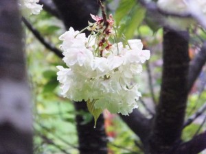 御衣黄桜（伊勢市横輪町）