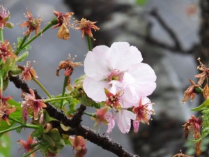 横輪桜（伊勢市横輪町）