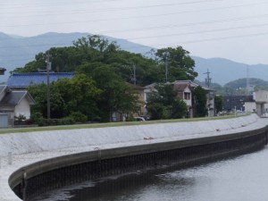 勢田川の左岸に見える橘神社の社叢