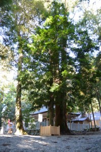 丹生神社の御神木 梛の木（多気町丹生）