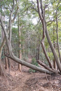 鼓ヶ岳から五本松神社との分岐への山道、倒木