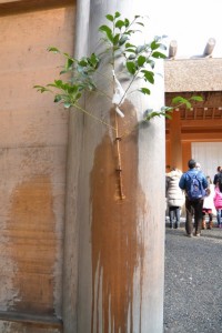 打ち水された板垣南御門の榊と柱（外宮）