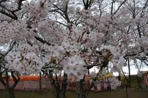 宮川堤の桜