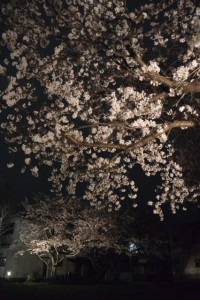 王中島公民館前の夜桜（伊勢市御薗町王中島）