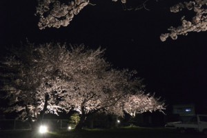 王中島公民館前の夜桜（伊勢市御薗町王中島）