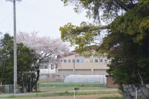 御薗神社（伊勢市御薗町王中島）の隣、大水神社の桜