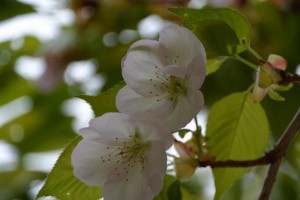 雄しべが花びら化した横輪桜（伊勢市横輪町）