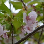 雄しべが花びら化した横輪桜（伊勢市横輪町）