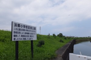 勢田川右岸のハマボウ（浜郷小学校記念公園）