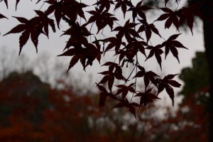 「倭姫文化の森」散策路の紅葉