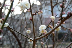 梅の花が咲き始めた新開臥竜梅公園