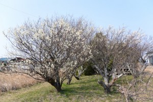 近所の梅の木