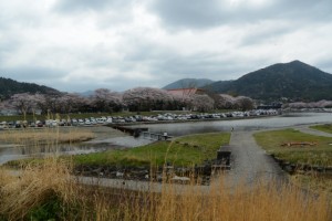 五十鈴川の桜