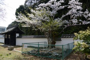 オヤネザクラと国史跡旧豊宮崎文庫の練塀と門