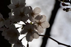 国史跡旧豊宮崎文庫の桜