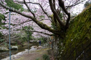 横輪桜と横輪川（伊勢市横輪町）