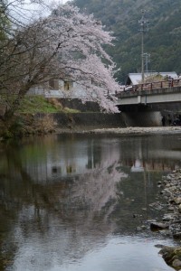 横輪川と桜（伊勢市横輪町）