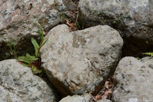 石垣に見つけたハート型の石（伊勢市横輪町）