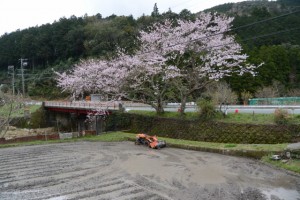 桜（伊勢市横輪町）