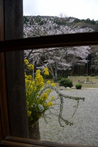 木間々な美術館から望む横輪桜（伊勢市横輪町）