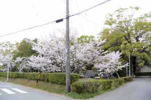 御薗神社の桜（伊勢市御薗町王中島）