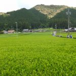 昼食のために熊野古道伊勢路から外れて神瀬の新茶畑へ