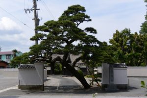 等観寺の入口で斜めに立つ松の木（伊勢市八日市場町）