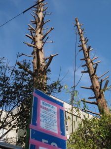 枝を落とされたメタセコイア（旧三重県立博物館前）