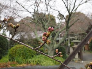 お気に入りの桜の名所もまだつぼみ、有田神社（伊勢市小俣町湯田）