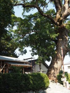 屋根に防水シートが張られていた建替え中の社務所、御薗神社（伊勢市御薗町王中島）